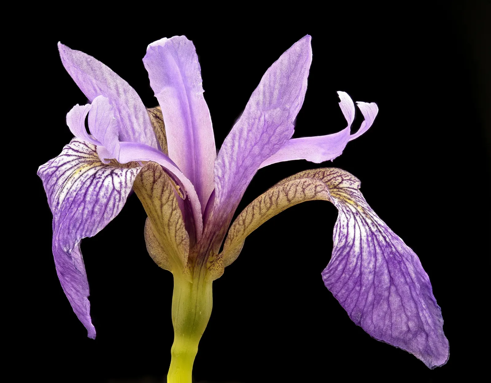 Blue Flag (Iris Versicolor) — is a captivating perennial that brings a splash of vibrant color to any garden; it produces vibrant blue to purple flowers in