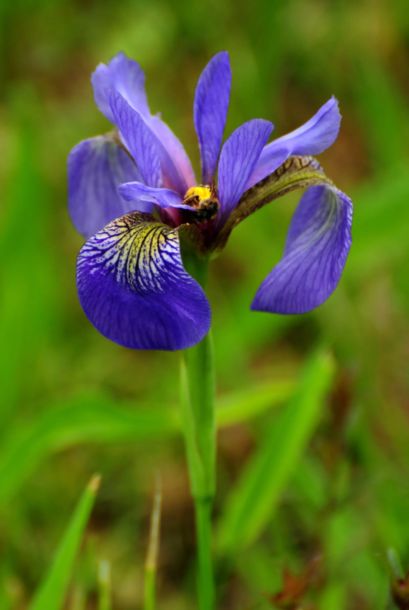 Blue Flag (Iris Versicolor) — perennial with blue and lavender and multi-colored blooms; it is adaptable to a variety of soil types