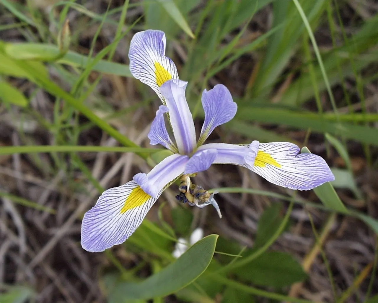 Blue Flag (Iris Versicolor) — Ideal for rain gardens and waterside plantings