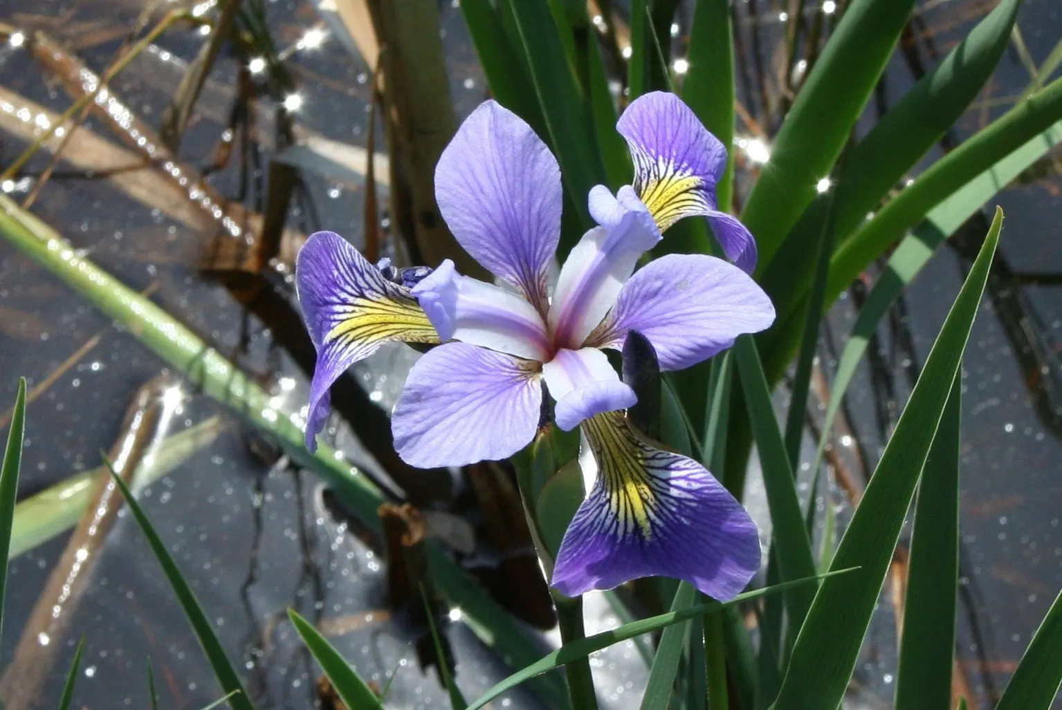 Blue Flag (Iris Versicolor) — <br><br>Given its beauty and habitat preferences; although it flourishes in slightly acidic conditions with consistent moisture