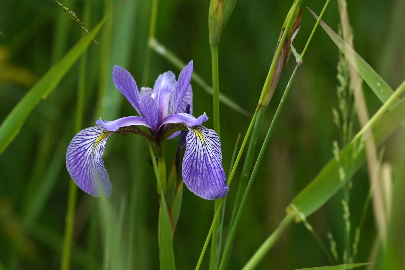 Blue Flag (Iris Versicolor) — its flowers offering a delicate yet striking appearance; provides habitat support and attracts pollinators, offering, image 87