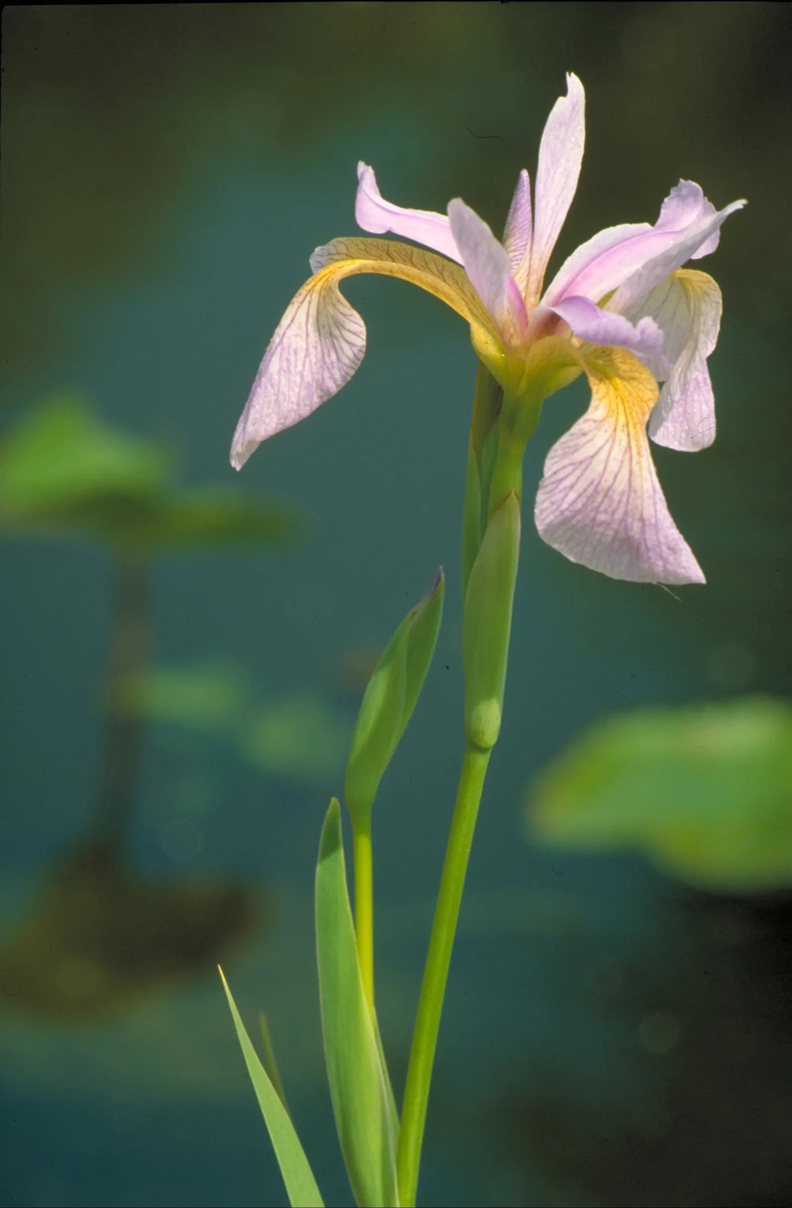 Blue Flag (Iris Versicolor) — where its water filtration capabilities can be used to improve soil and water quality