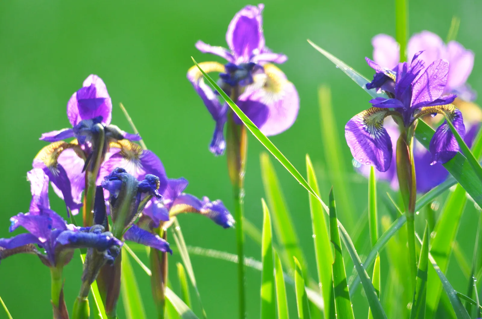 Blue Flag (Iris Versicolor) — blue and lavender and multi-colored flowers in the garden; is a captivating perennial that brings a splash of vibrant color to