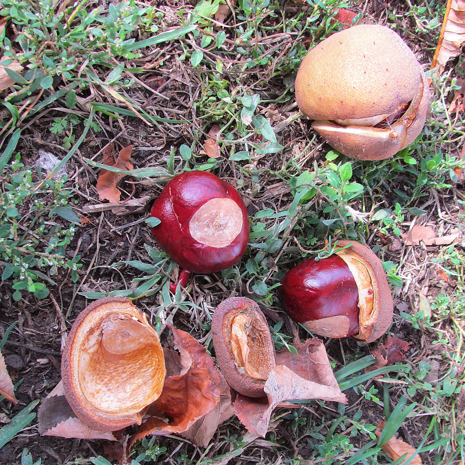Red Horsechestnut (Aesculus X Carnea) — it requires space to attain its full majestic form; adding life and color to the landscape