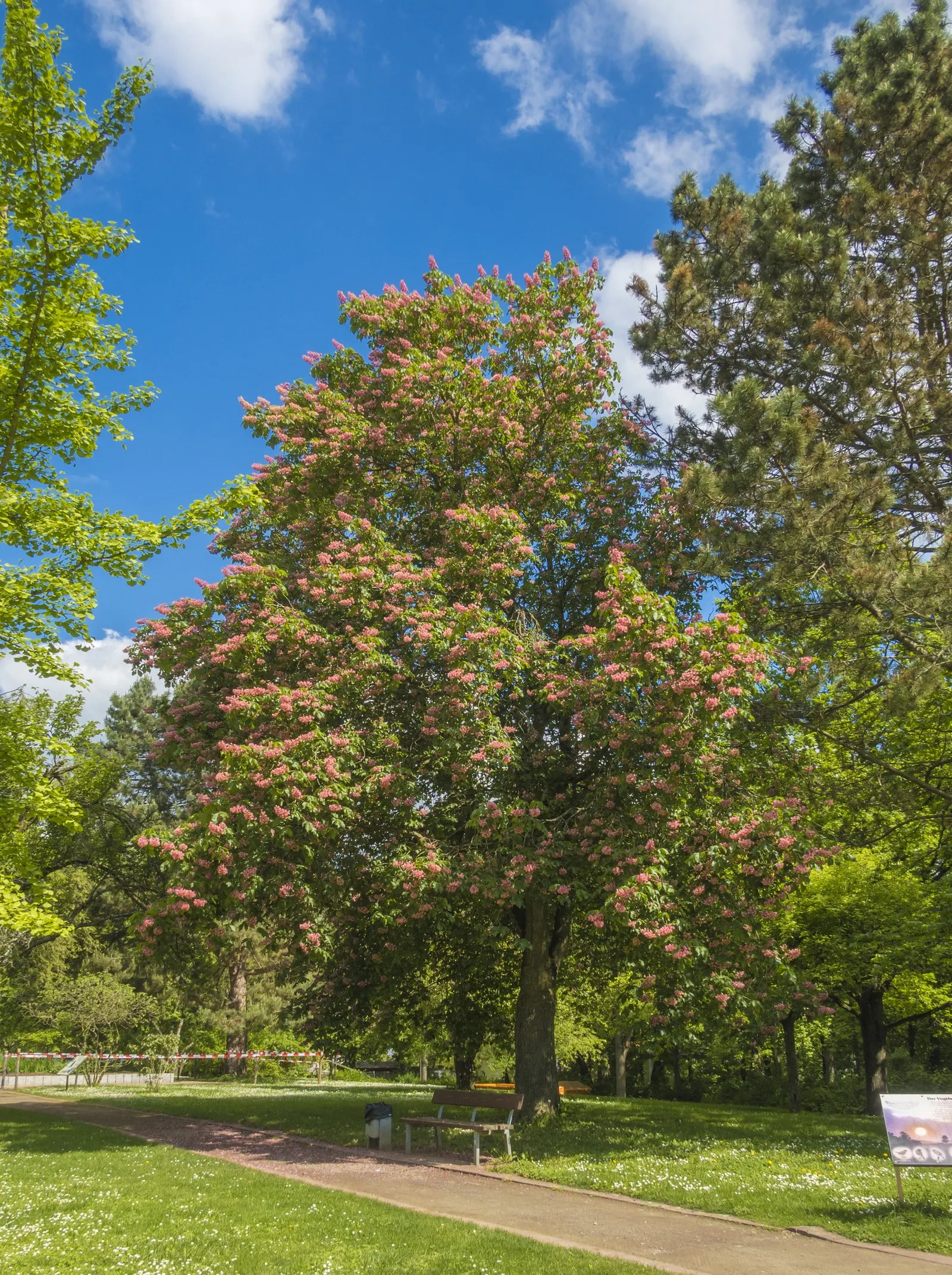 Red Horsechestnut (Aesculus X Carnea) — The Red Horsechestnut (Aesculus x carnea) is an elegant and robust deciduous tree