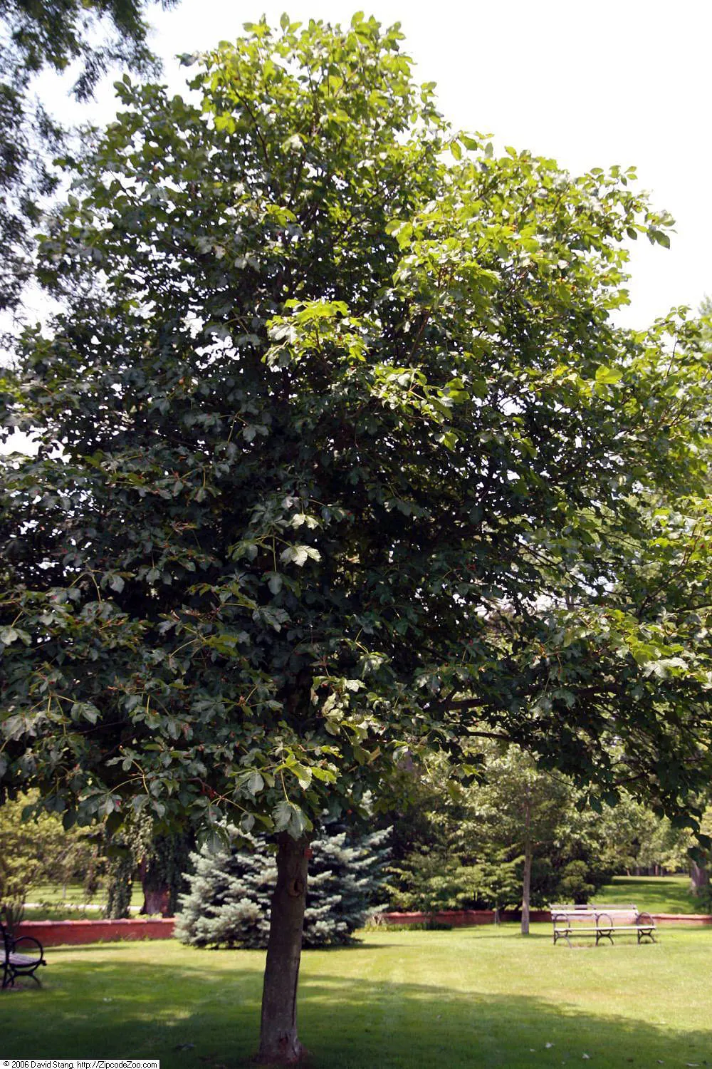 Red Horsechestnut (Aesculus X Carnea) — prized for its striking spring bloom; lush greenery.<br><br>For the landscaper, image 152