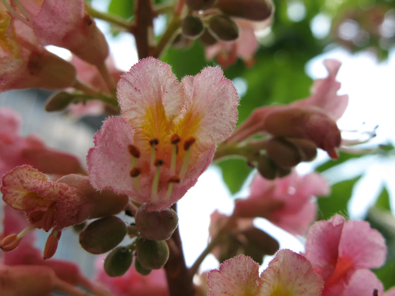 Red Horsechestnut (Aesculus X Carnea) — it's important to note that while the Red Horsechestnut has a moderate growth rate; prized for its striking spring bloom