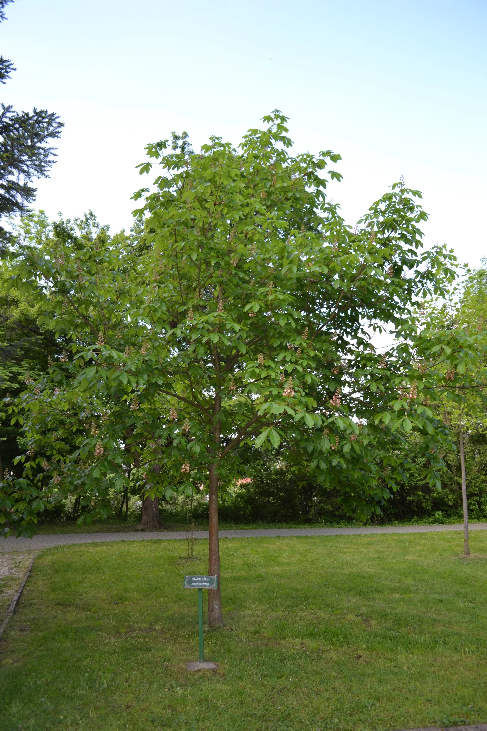Red Horsechestnut (Aesculus X Carnea) — with deep green leaves composed of 5 to 7 leaflets that can span up to 6 inches in width; might pose a mess, image 103