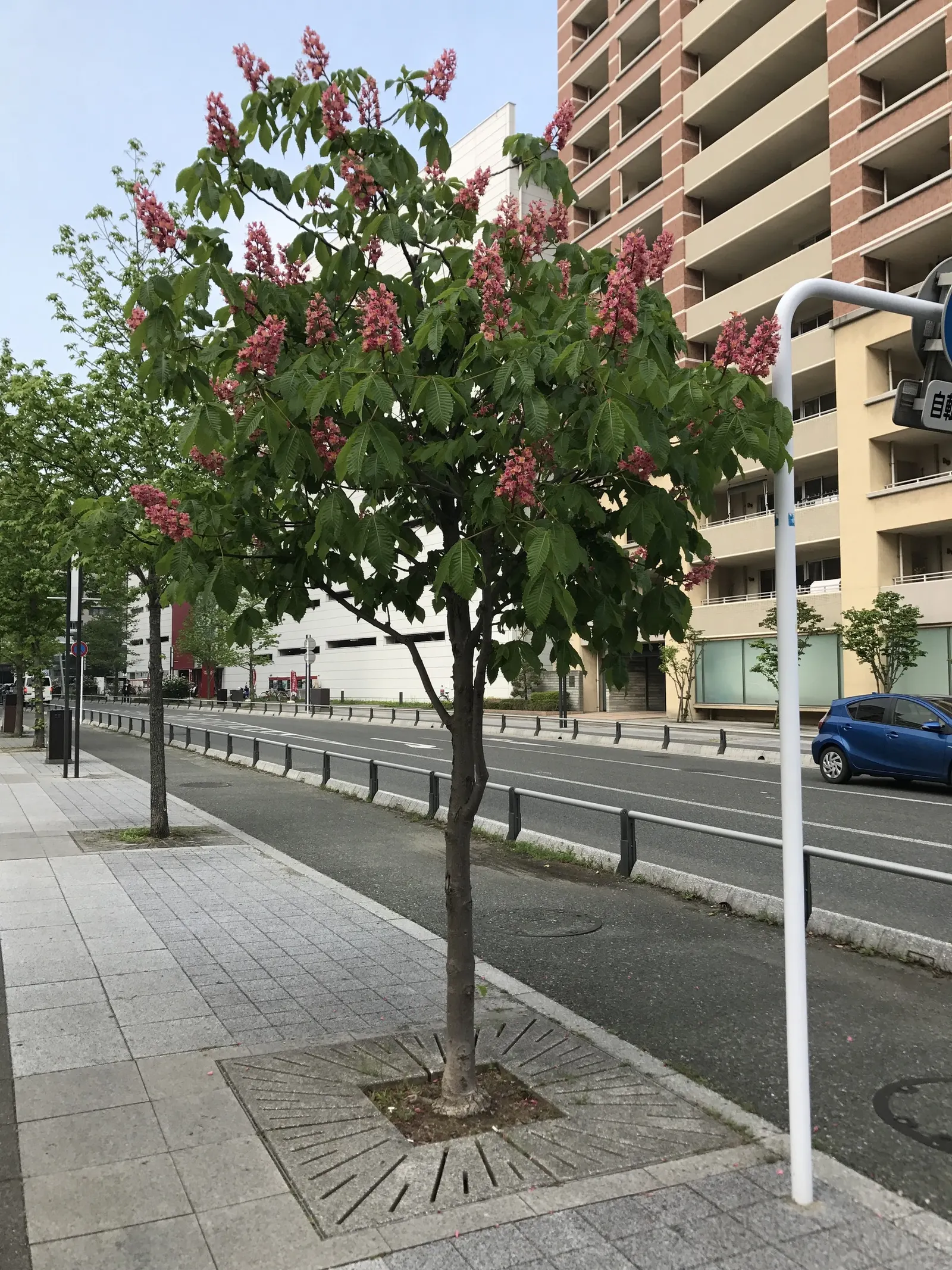 Red Horsechestnut (Aesculus X Carnea) — The foliage of the Red Horsechestnut is equally impressive, image 131