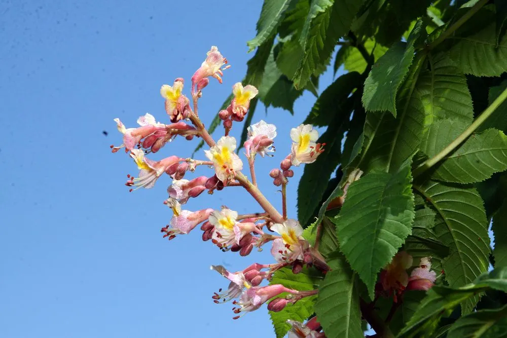 Red Horsechestnut (Aesculus X Carnea) — The Red Horsechestnut (Aesculus x carnea) is an elegant and robust deciduous tree; rounded canopy that, image 151