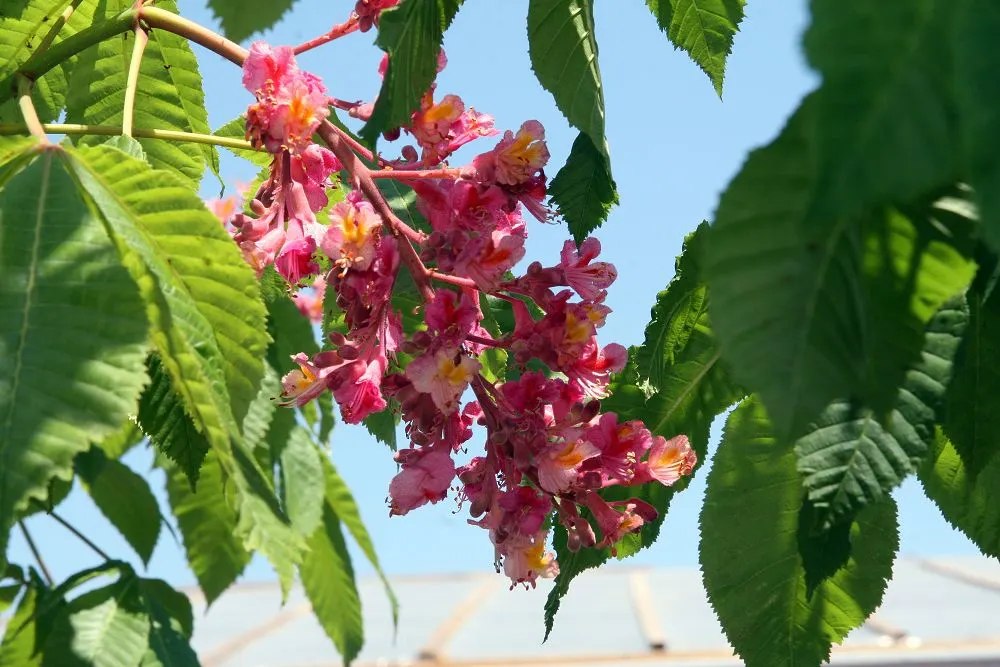 Red Horsechestnut (Aesculus X Carnea) — it's important to note that while the Red Horsechestnut has a moderate growth rate