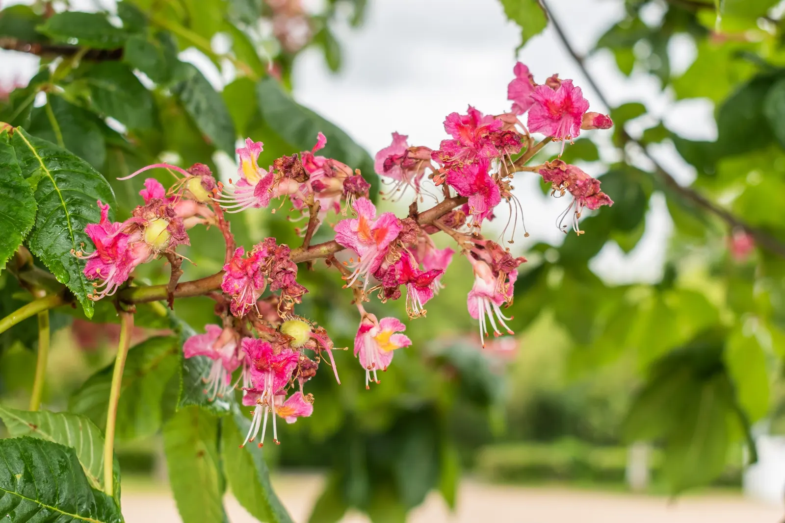 Red Horsechestnut (Aesculus X Carnea) — red flowers in the garden; which are about 8 to 12 inches in length that adorn the tree in mid to late spring