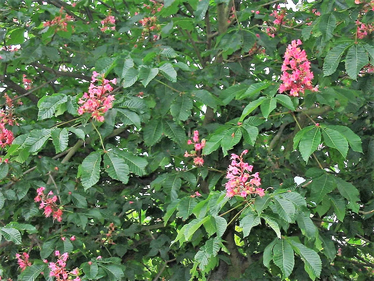 Red Horsechestnut (Aesculus X Carnea) — it requires space to attain its full majestic form