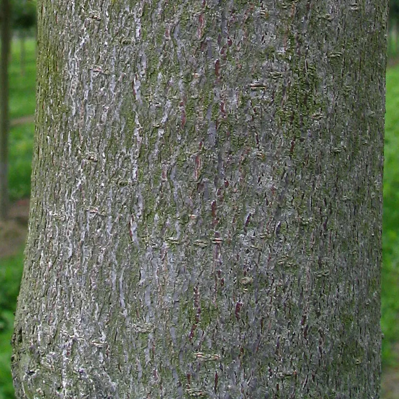 Red Horsechestnut (Aesculus X Carnea) — Thriving in zones 4-7, it prefers well-drained soils and full sun to partial shade