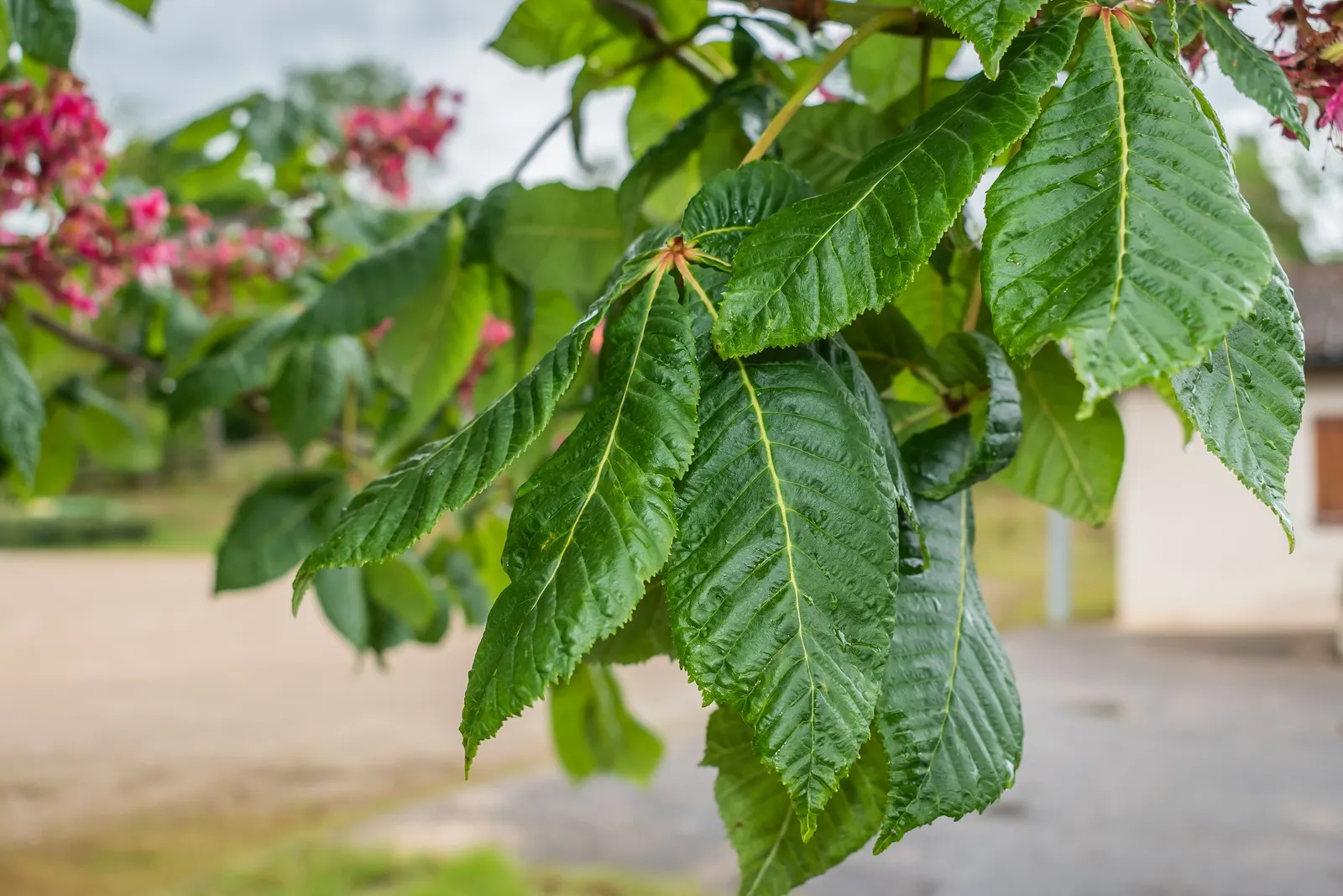 Red Horsechestnut (Aesculus X Carnea) — adding life and color to the landscape; typically reaching an average height of 30 to 40 feet with a, image 101