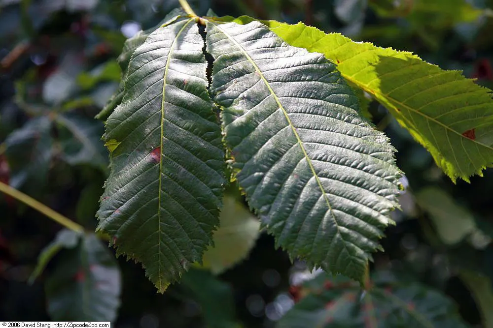 Red Horsechestnut (Aesculus X Carnea) — It should be placed away from areas where its fruit; a slightly spiny capsule containing one to two, image 107