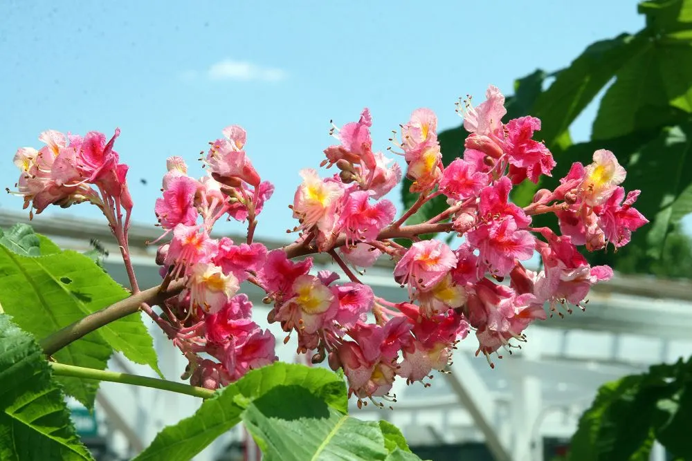 Red Horsechestnut (Aesculus X Carnea) — might pose a mess or hazard.<br><br>In a garden design; the Red Horsechestnut (Aesculus x carnea) is an elegant and