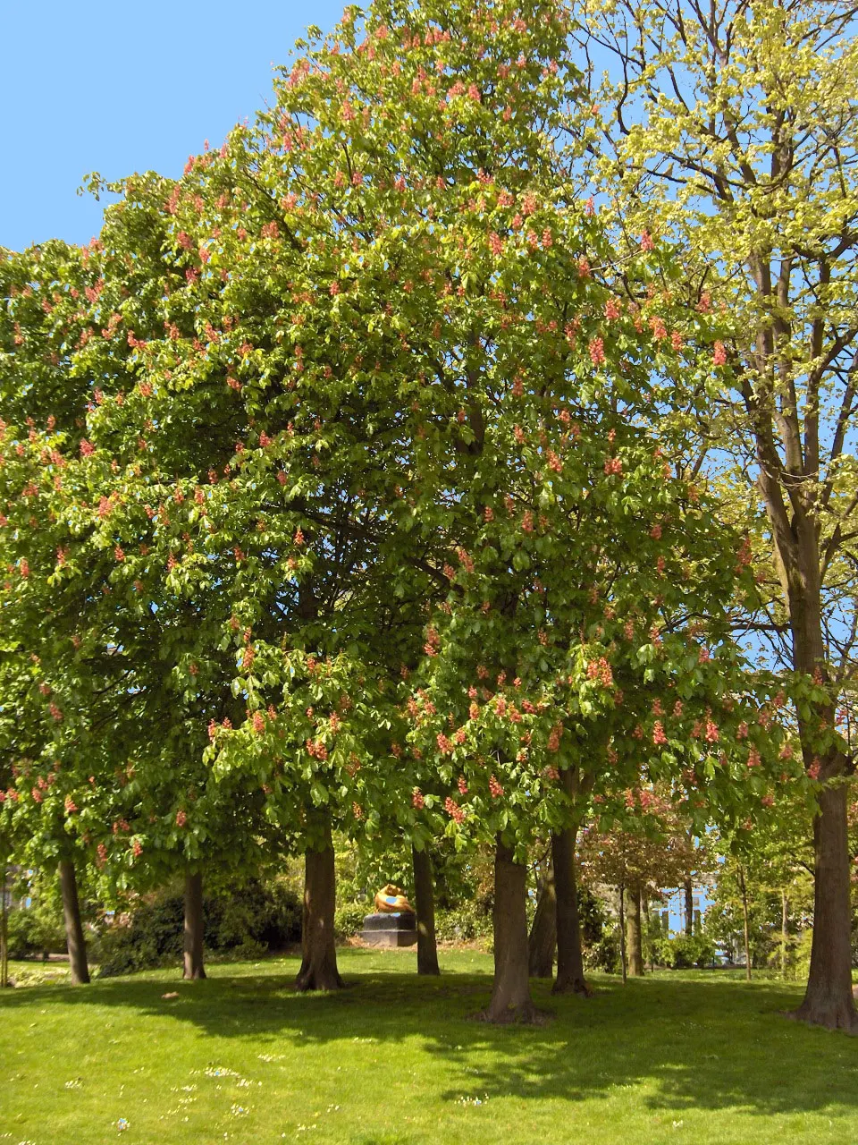 Red Horsechestnut (Aesculus X Carnea) — tree for full