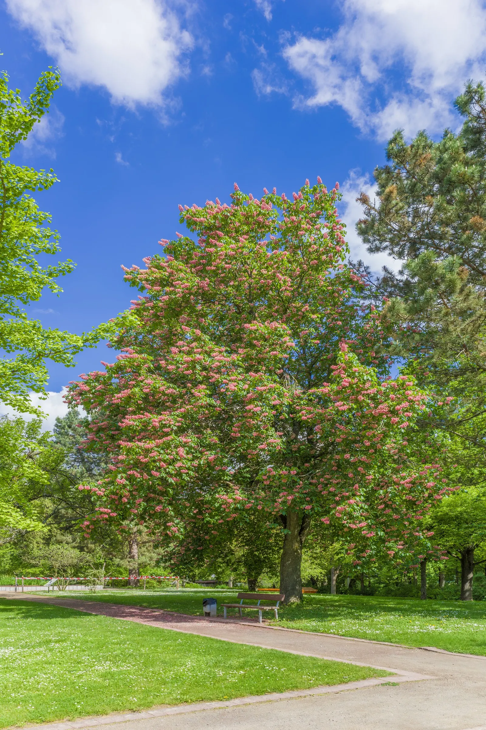 Red Horsechestnut (Aesculus X Carnea) — and comprehensive foliage; it should be placed away from areas where its fruit, image 82
