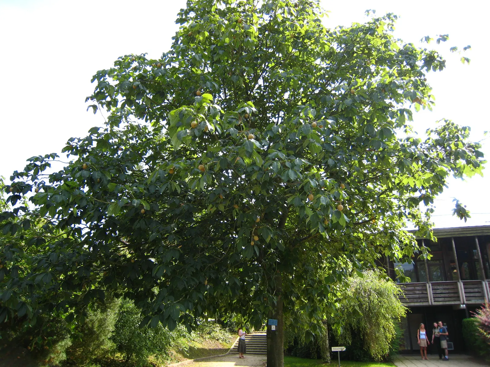 Red Horsechestnut (Aesculus X Carnea) — The Red Horsechestnut (Aesculus x carnea) is an elegant and robust deciduous tree; rounded canopy that, image 93