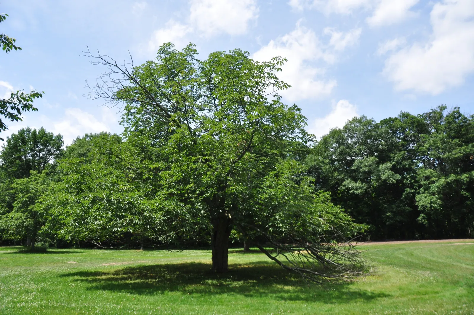 Red Horsechestnut (Aesculus X Carnea) — It boasts dense, lush foliage and showy, deep red flower panicles measuring up to 8 inches long in late spring