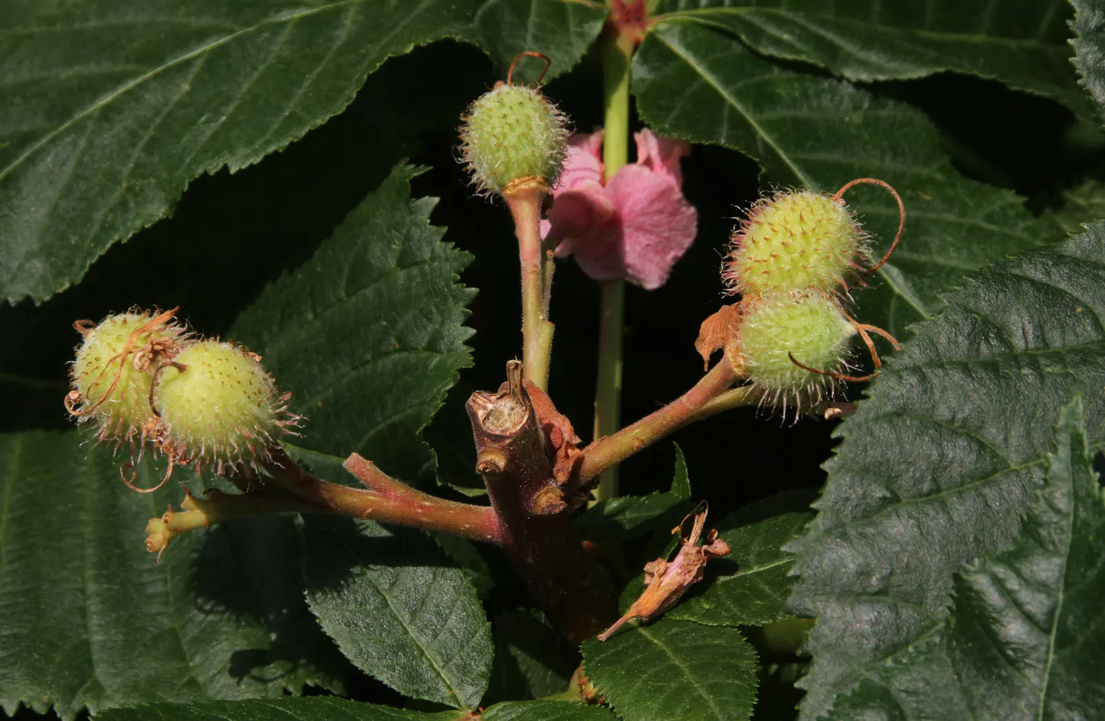 Red Horsechestnut (Aesculus X Carnea) — The Red Horsechestnut (Aesculus x carnea) is an elegant and robust deciduous tree; rounded canopy that, image 122