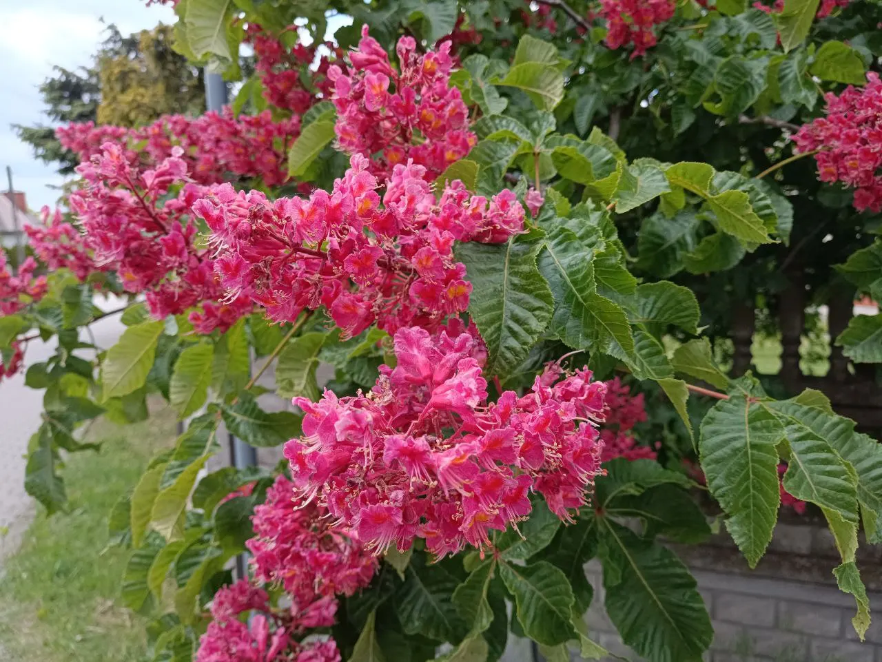 Red Horsechestnut (Aesculus X Carnea) — lush greenery.<br><br>For the landscaper