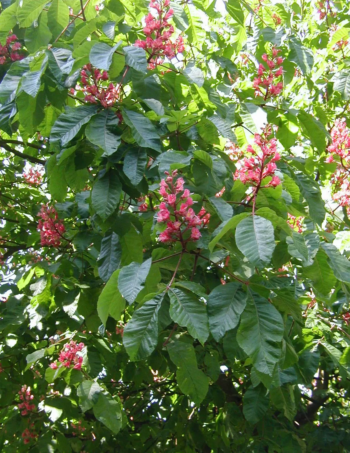 Red Horsechestnut (Aesculus X Carnea) — Aesculus x carnea serves as an excellent focal point due to its size; these vibrant flowers are not only visually