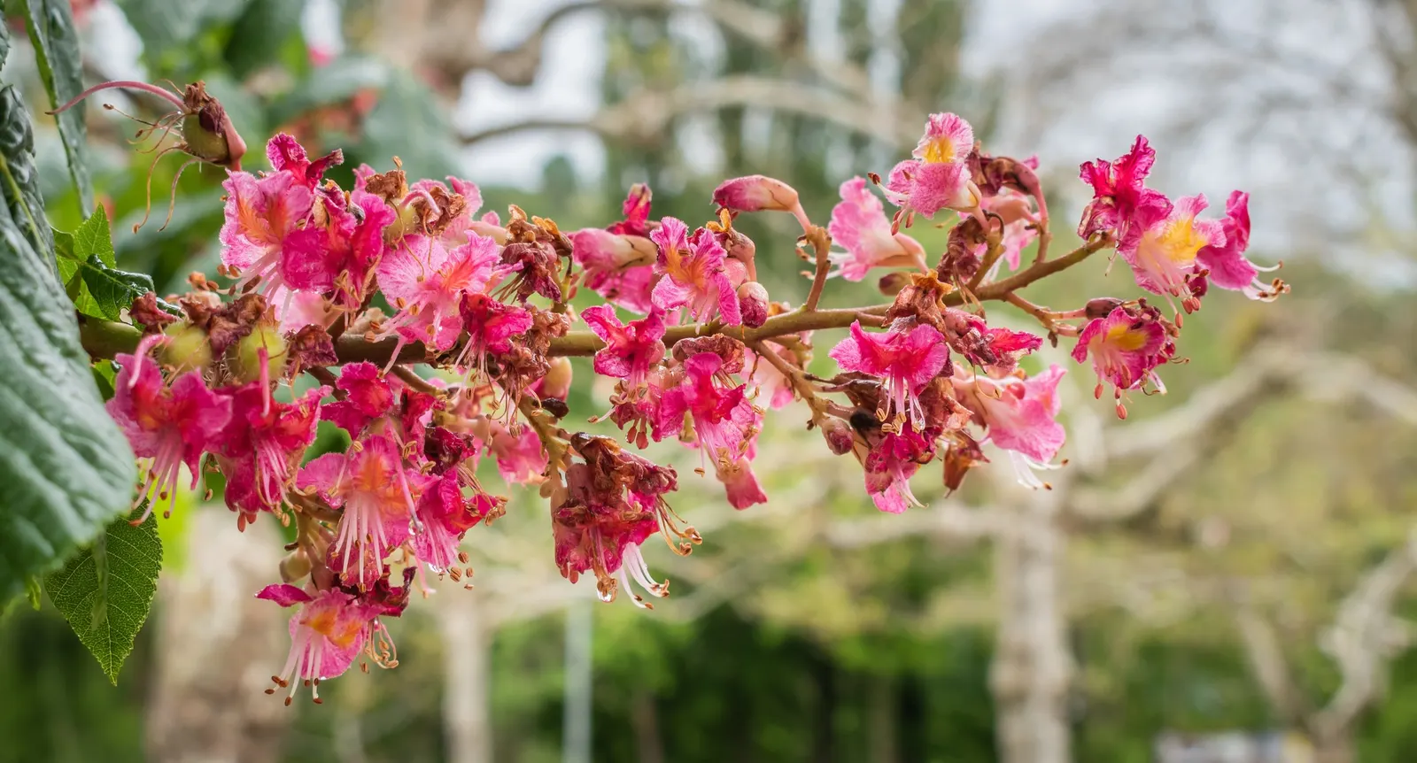 Red Horsechestnut (Aesculus X Carnea) — might pose a mess or hazard.<br><br>In a garden design; the Red Horsechestnut (Aesculus x carnea) is an, image 80