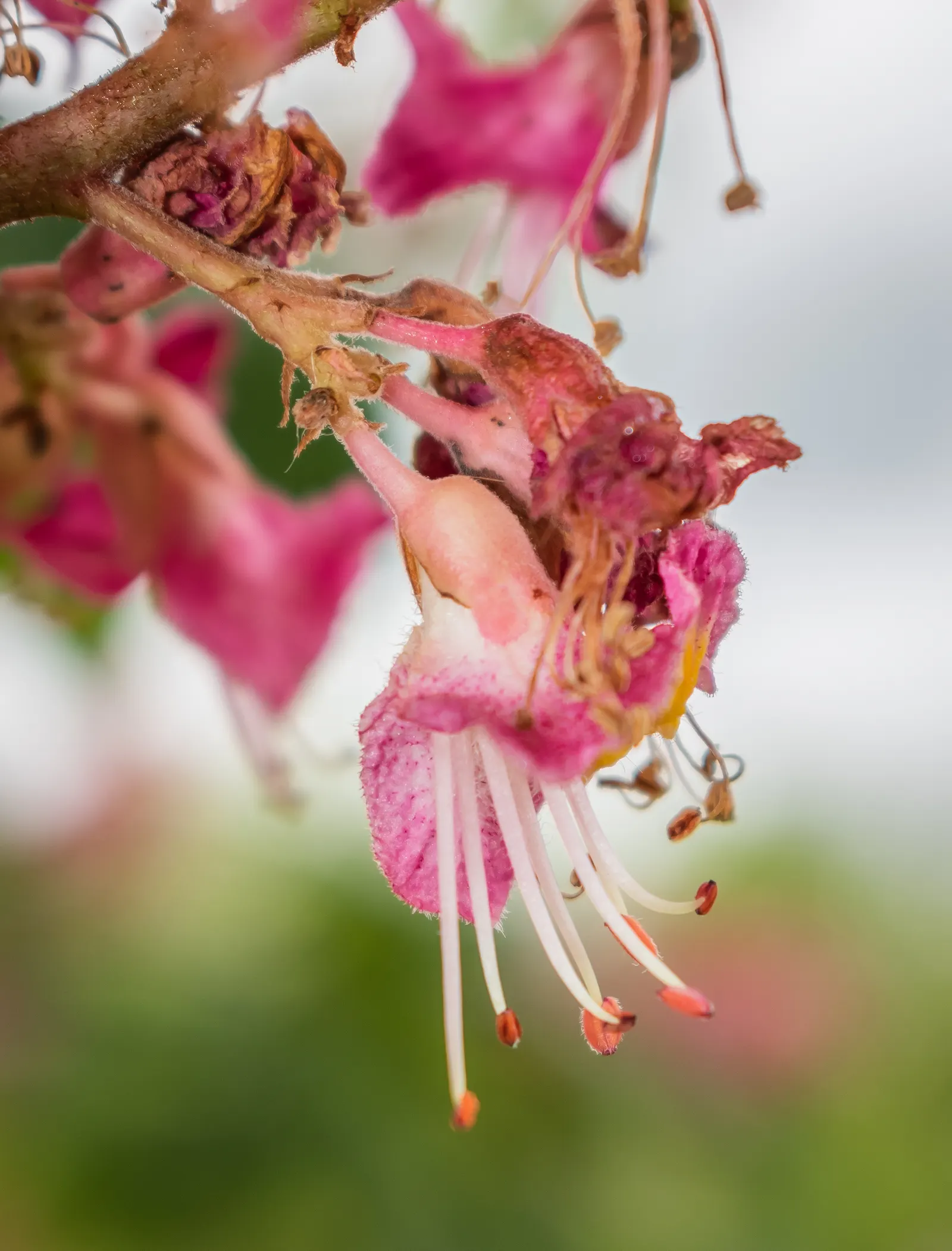 Red Horsechestnut (Aesculus X Carnea) — adding life and color to the landscape; typically reaching an average height of 30 to 40 feet with a, image 72