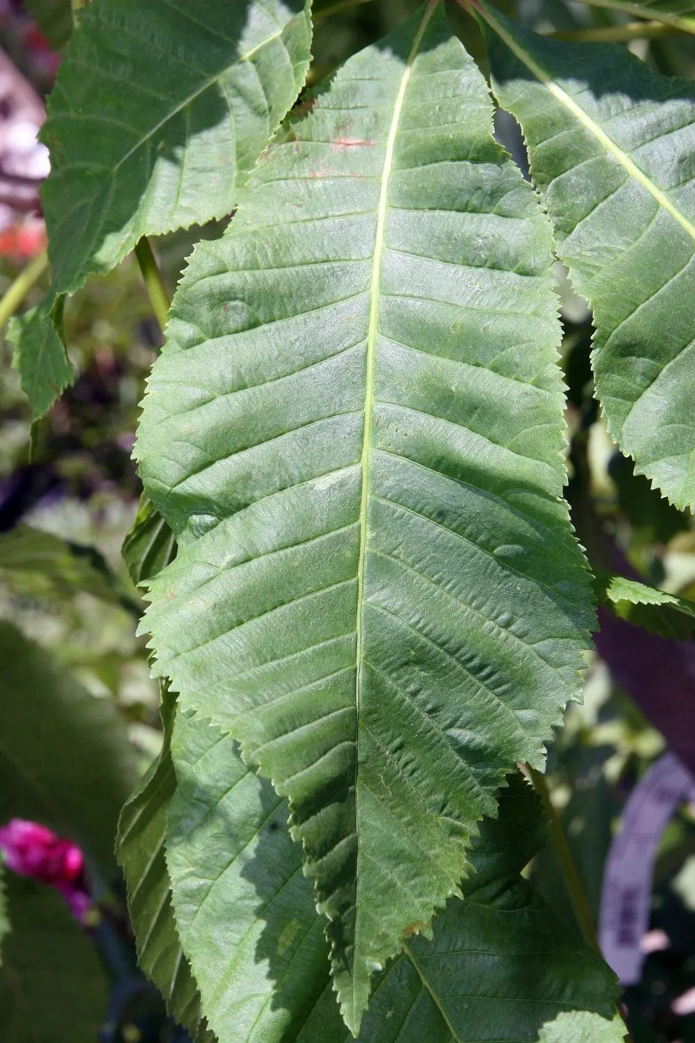Red Horsechestnut (Aesculus X Carnea) — tree with red blooms; it requires space to attain its full majestic form, image 115