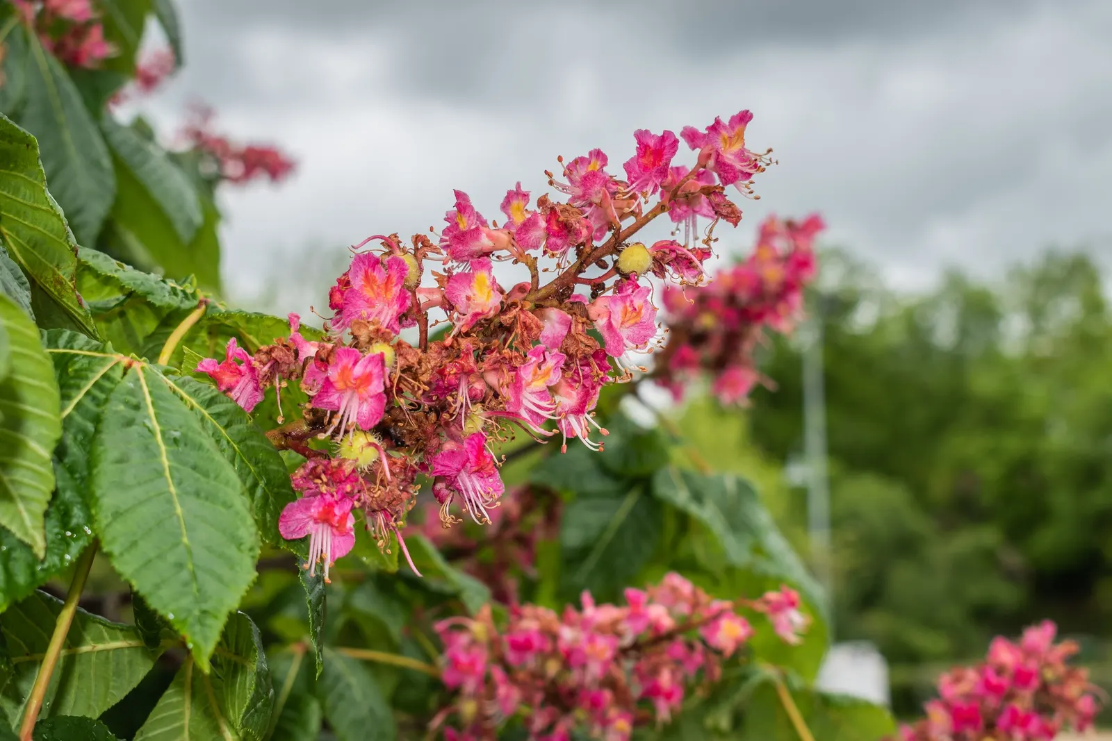 Red Horsechestnut (Aesculus X Carnea) — deciduous hybrid tree reaching up to 35ft in height with a similar spread; it is hardy in USDA zones 4 to 8, image 60