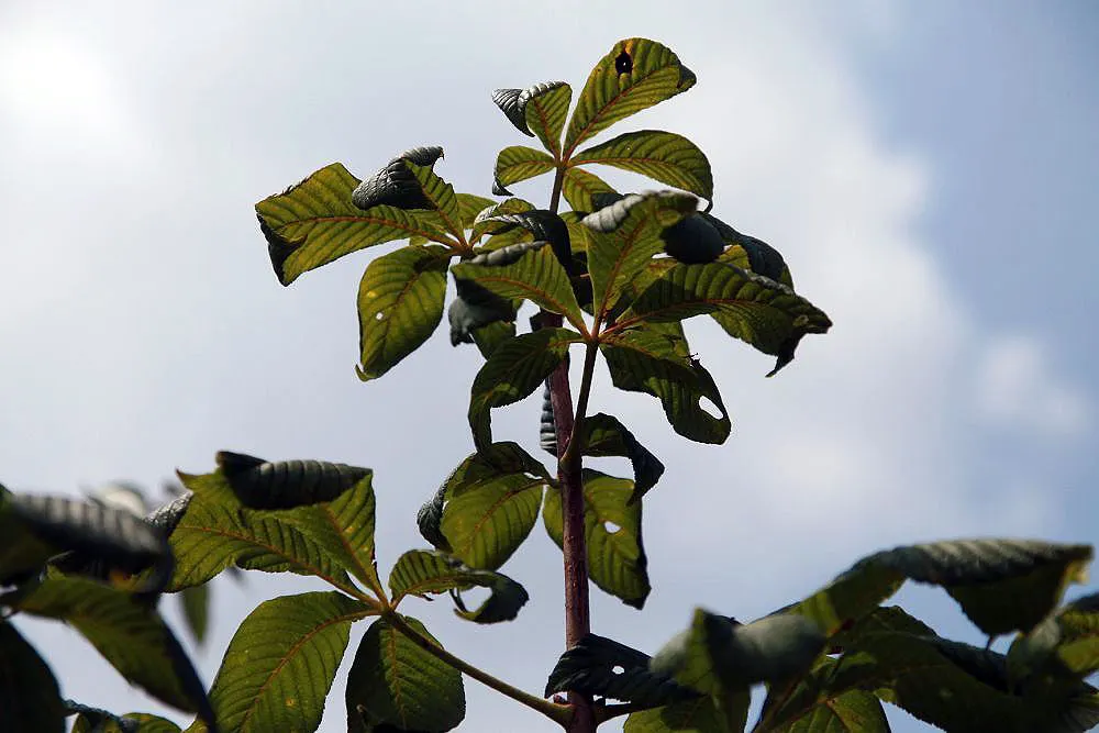 Red Horsechestnut (Aesculus X Carnea) — lush greenery.<br><br>For the landscaper; tree for full, image 133
