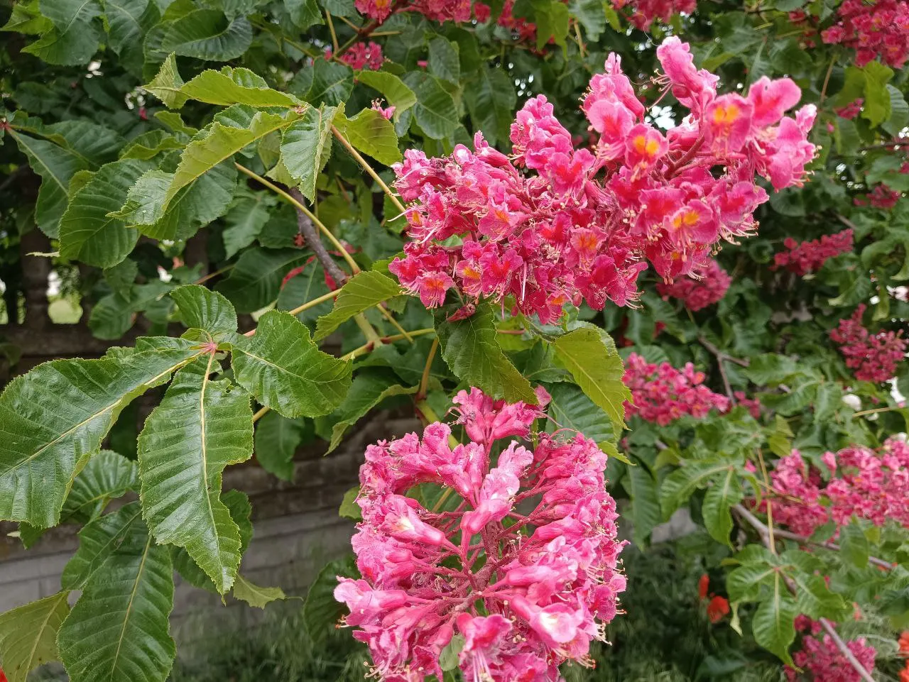 Red Horsechestnut (Aesculus X Carnea) — tree with red blooms