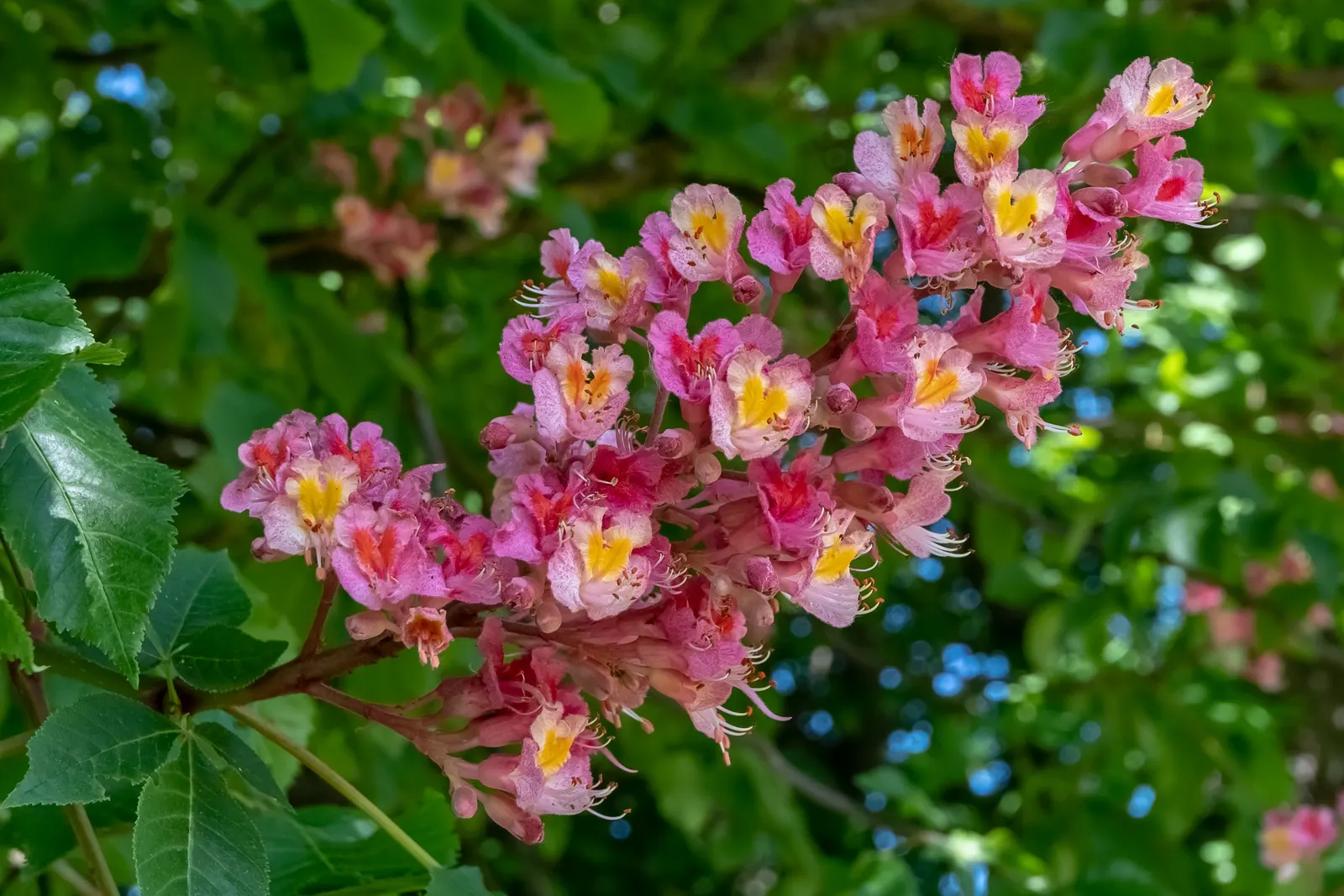 Red Horsechestnut (Aesculus X Carnea) — which are about 8 to 12 inches in length that adorn the tree in mid to late spring; aesculus x carnea, image 70