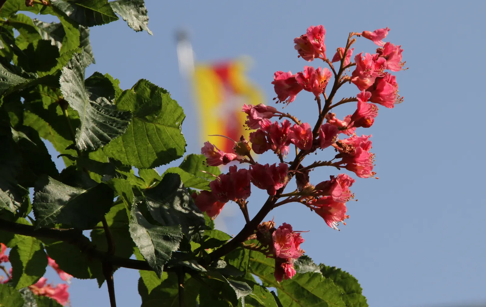 Red Horsechestnut (Aesculus X Carnea) — lush greenery.<br><br>For the landscaper; tree for full, image 75