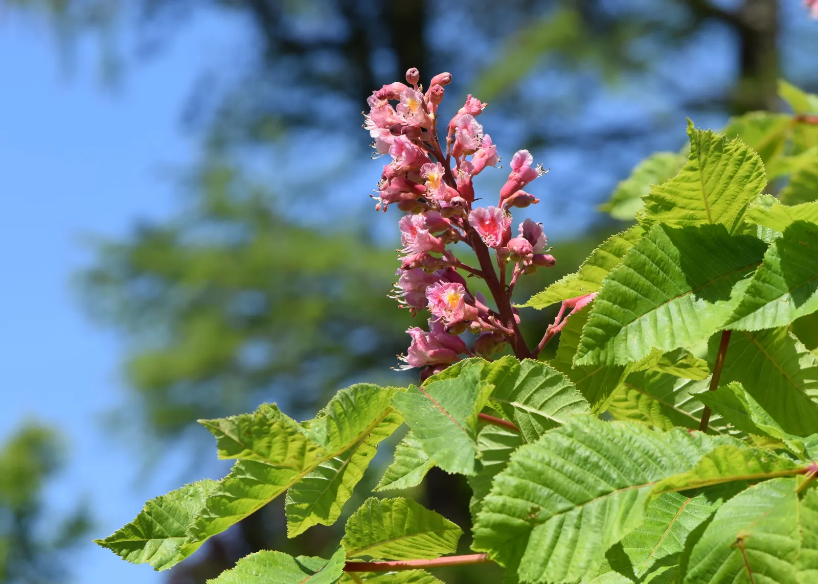 Red Horsechestnut (Aesculus X Carnea) — making it an exceptional choice for a statement tree in residential or public gardens; this majestic tree, image 142