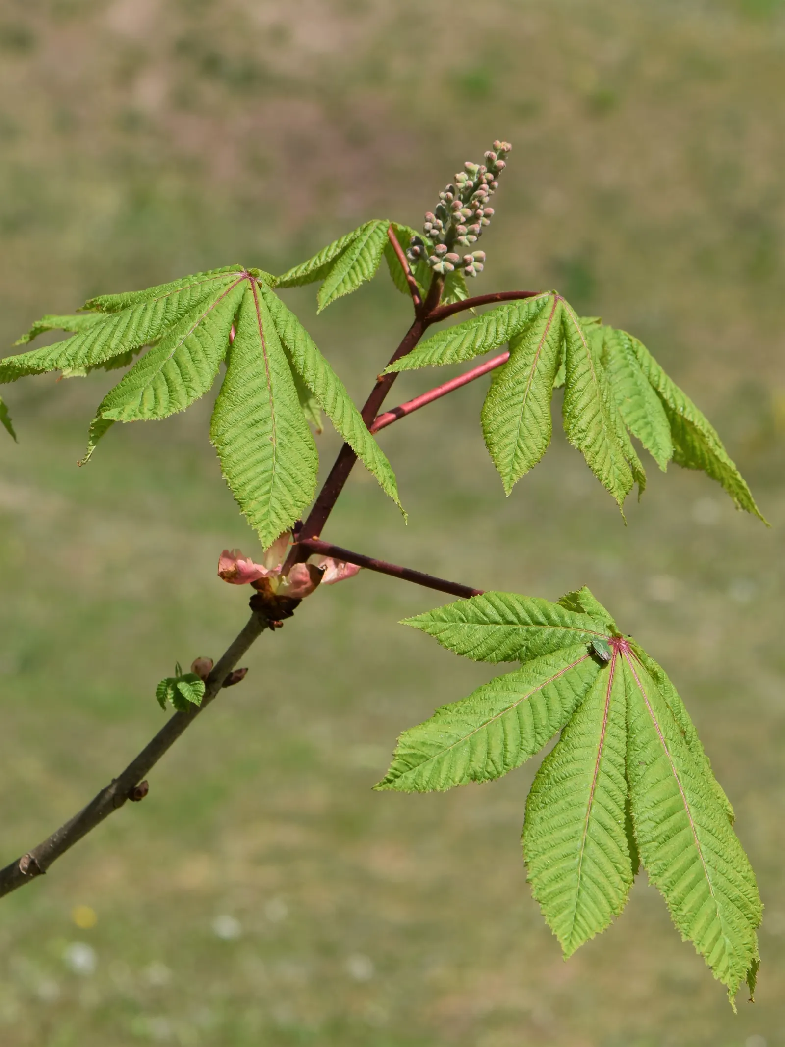 Red Horsechestnut (Aesculus X Carnea) — which are about 8 to 12 inches in length that adorn the tree in mid to late spring; aesculus x carnea, image 99