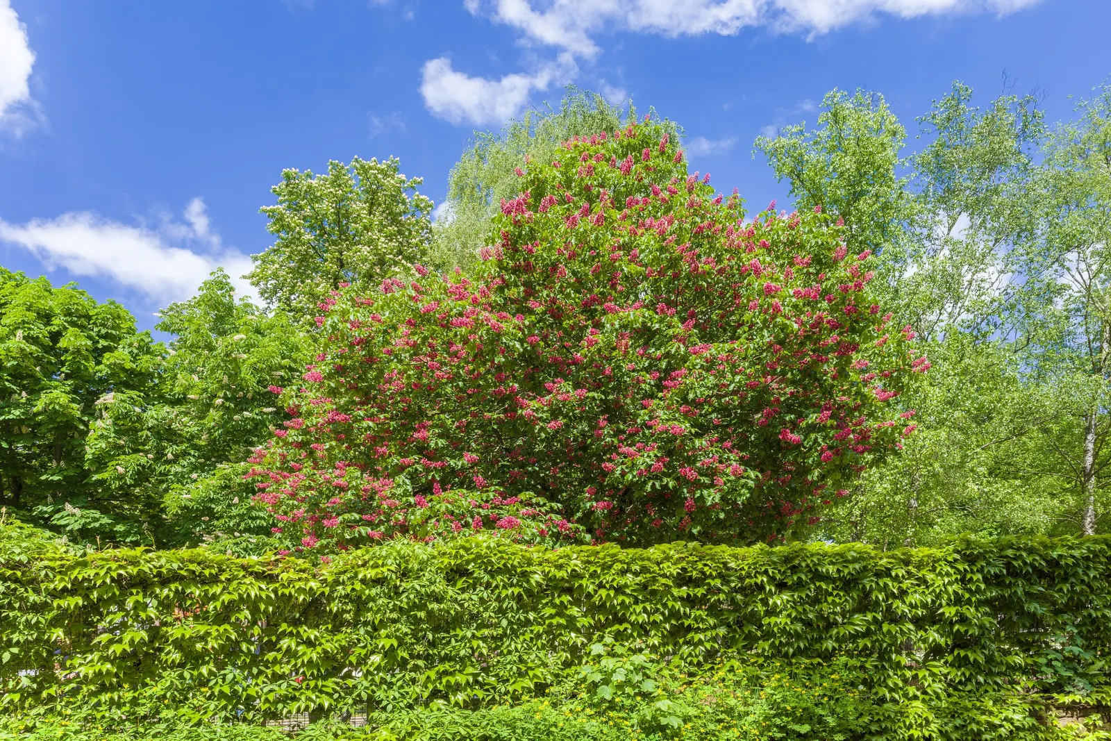 Red Horsechestnut (Aesculus X Carnea) — Aesculus x carnea serves as an excellent focal point due to its size; these vibrant flowers are not only, image 81