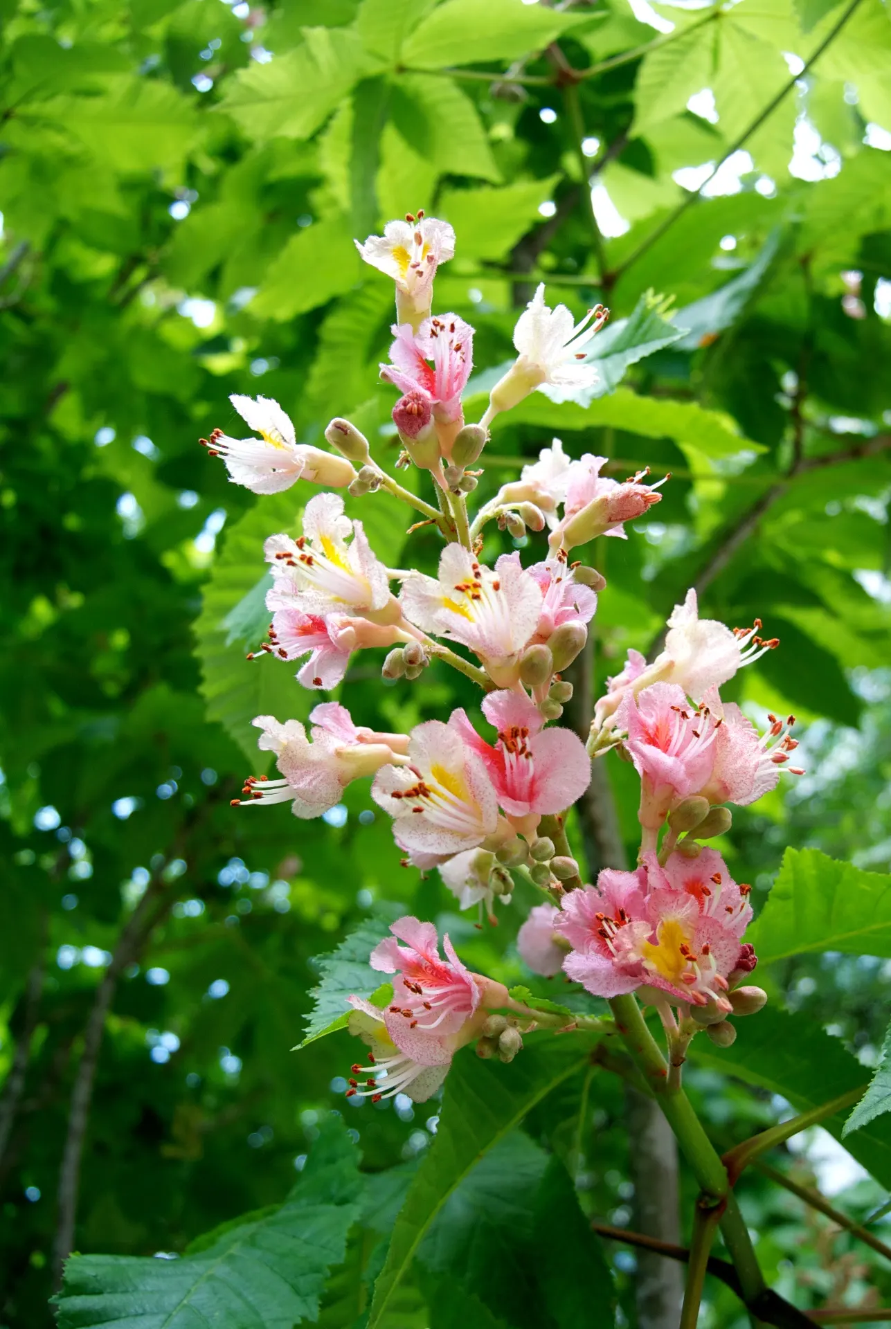 Red Horsechestnut (Aesculus X Carnea) — deciduous hybrid tree reaching up to 35ft in height with a similar spread; it is hardy in USDA zones 4 to 8, image 89