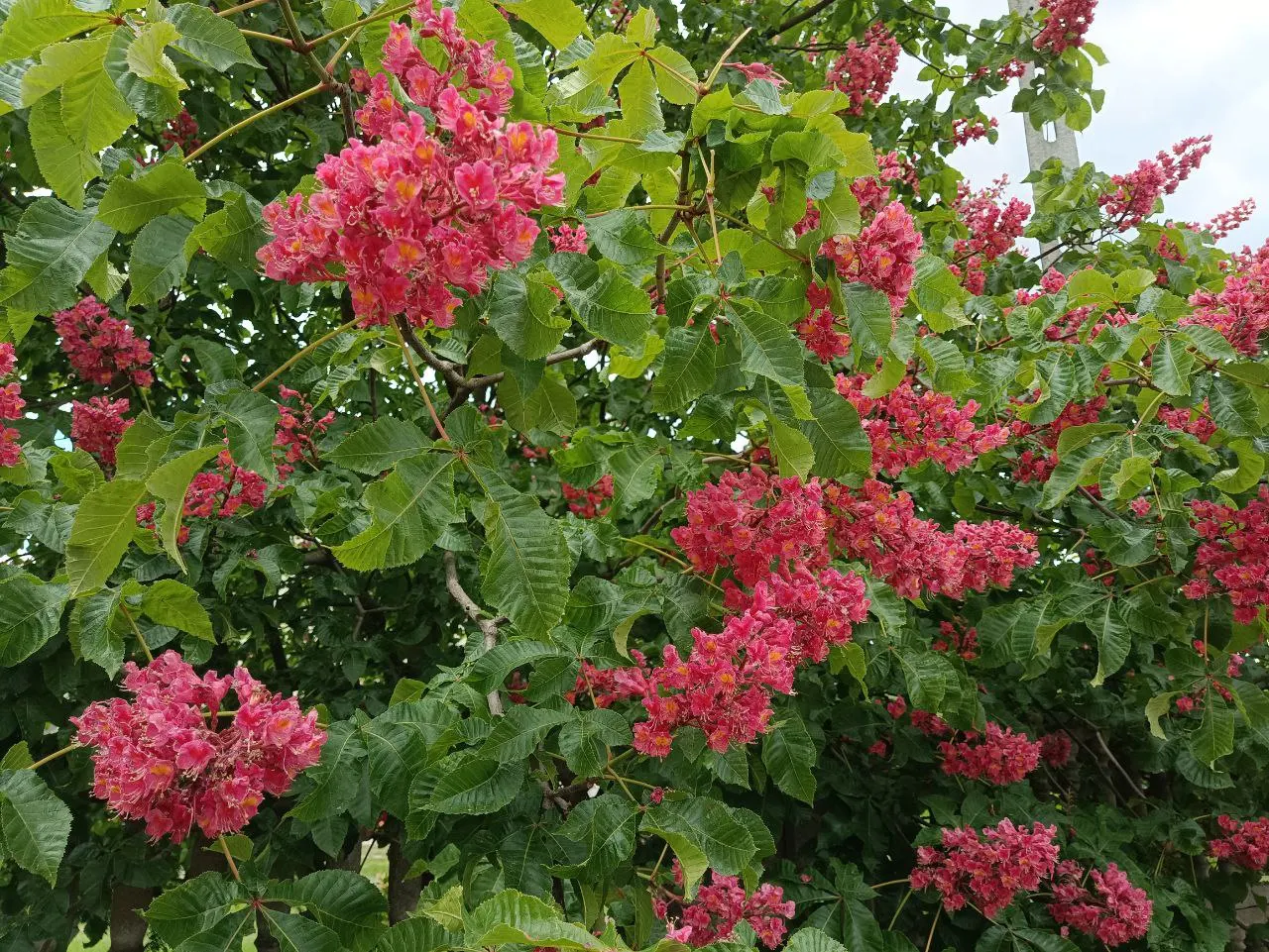 Red Horsechestnut (Aesculus X Carnea) — Thriving in zones 4-7, it prefers well-drained soils and full sun to partial shade; it will provide the, image 149