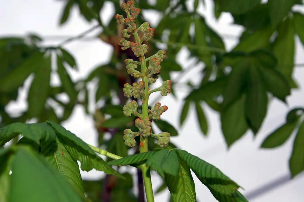 Red Horsechestnut (Aesculus X Carnea) — rounded canopy that offers substantial shade