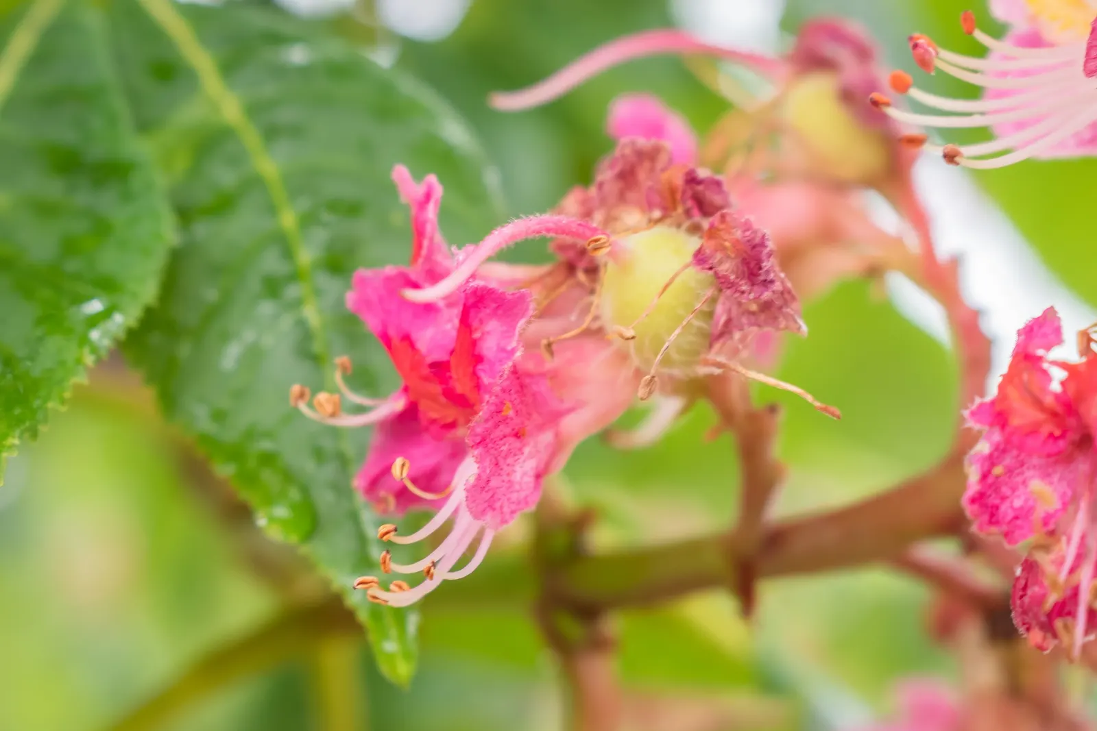 Red Horsechestnut (Aesculus X Carnea) — This majestic tree adds ornamental value to any landscape with its rounded, symmetrical crown; it boasts, image 121