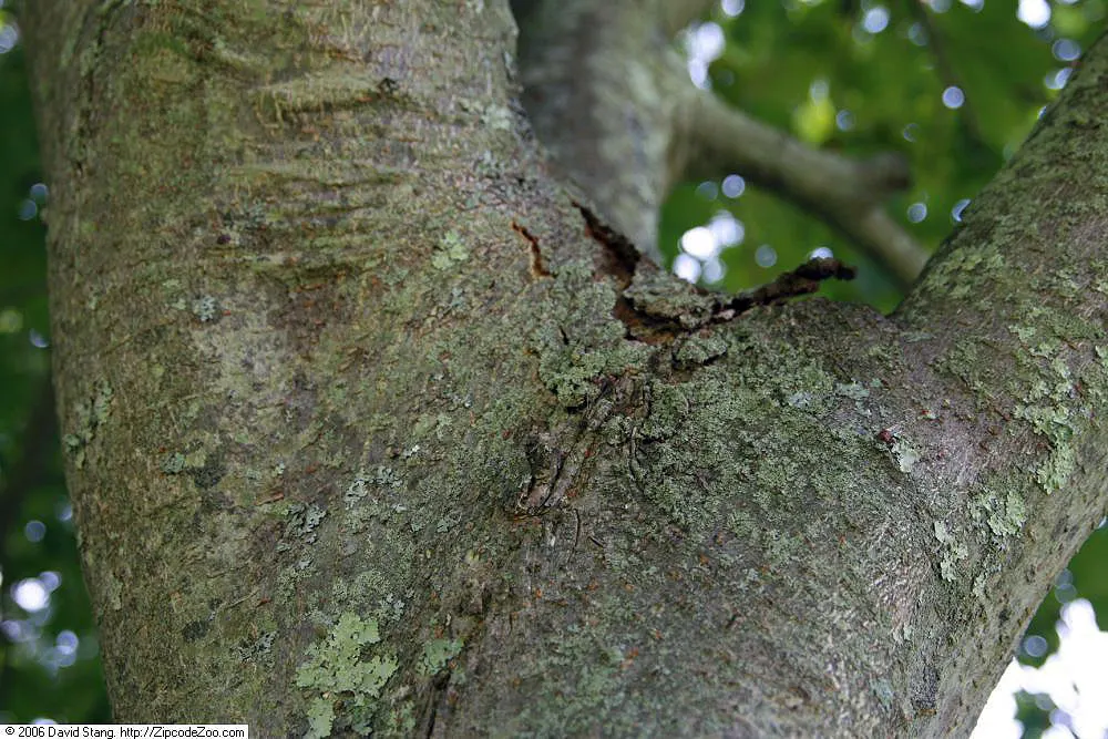 Red Horsechestnut (Aesculus X Carnea) — The foliage of the Red Horsechestnut is equally impressive