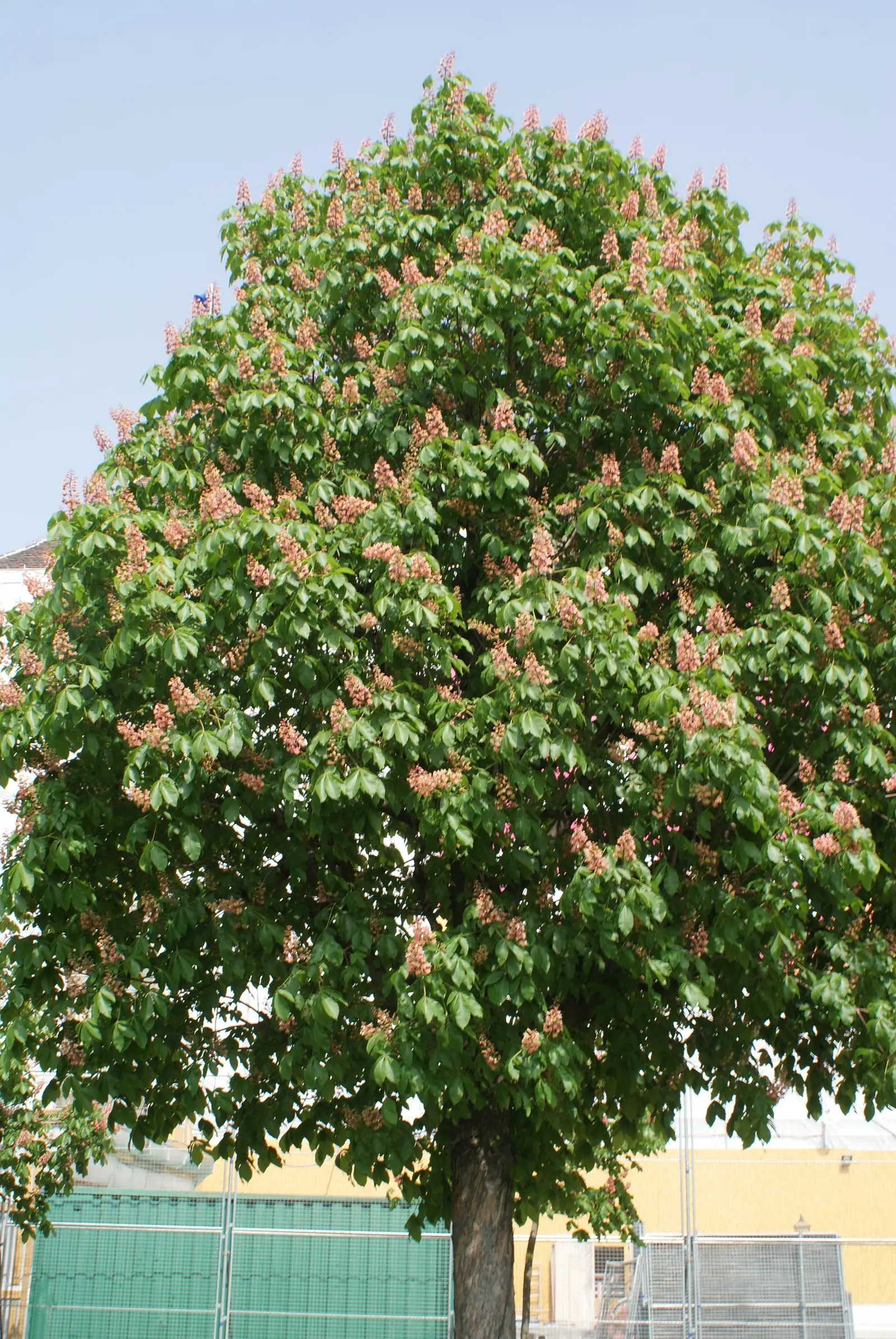 Red Horsechestnut (Aesculus X Carnea) — This majestic tree adds ornamental value to any landscape with its rounded, symmetrical crown; it boasts dense, lush
