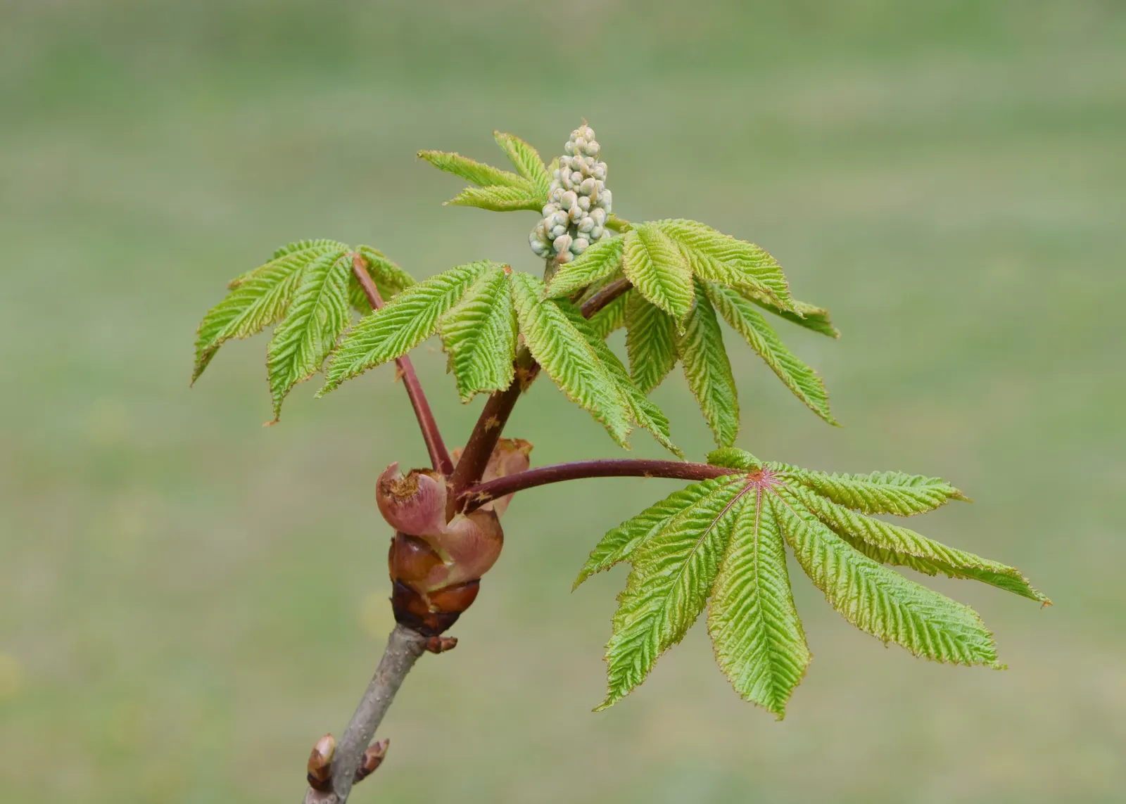 Red Horsechestnut (Aesculus X Carnea) — tree with red blooms; it requires space to attain its full majestic form, image 86