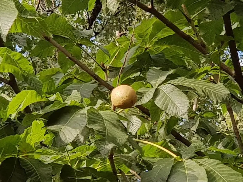 Red Horsechestnut (Aesculus X Carnea) — Typically reaching an average height of 30 to 40 feet with a comparable spread; and comprehensive foliage, image 153