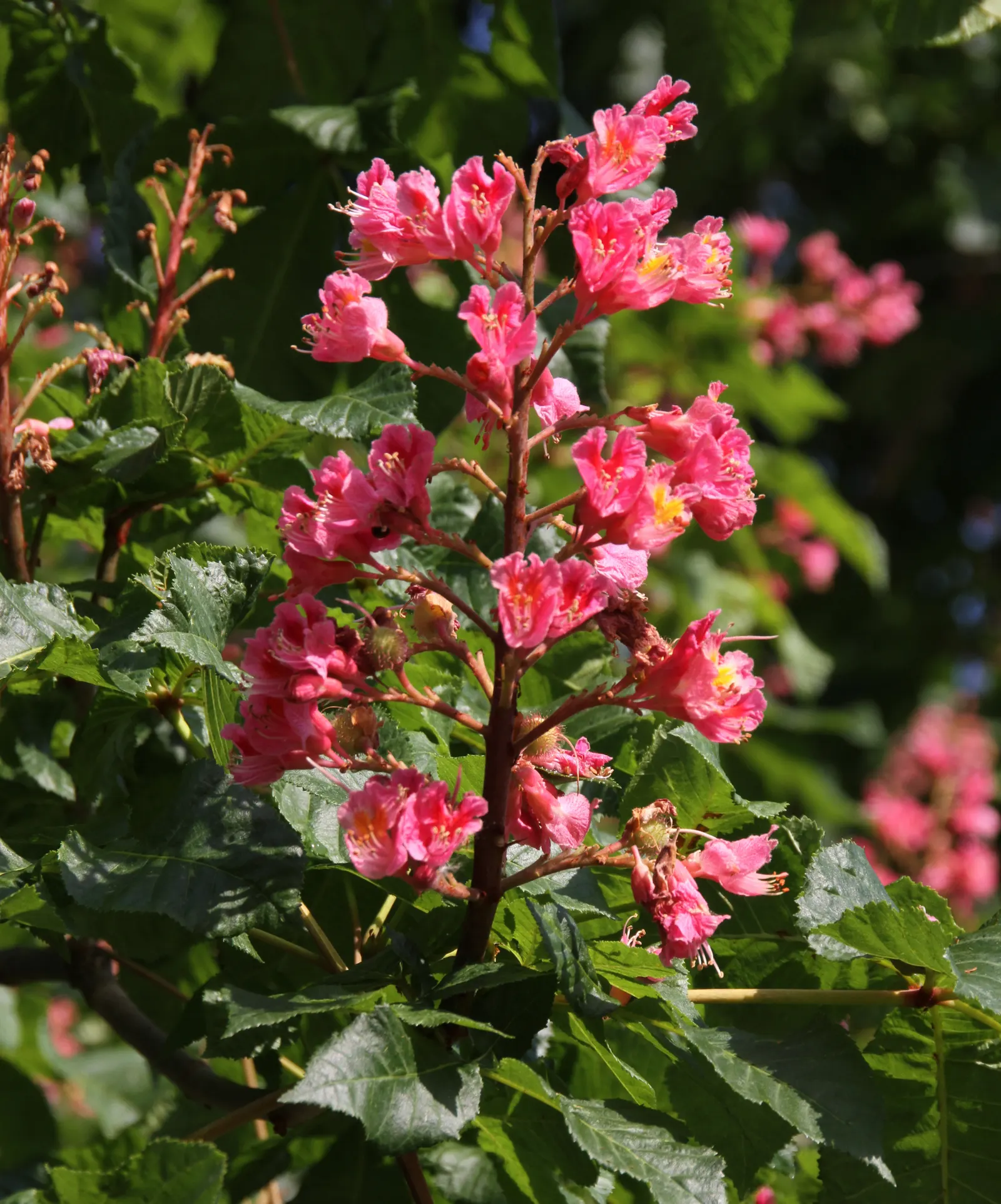 Red Horsechestnut (Aesculus X Carnea) — this specimen presents a broad; deciduous hybrid tree reaching up to 35ft in height with a similar spread, image 125