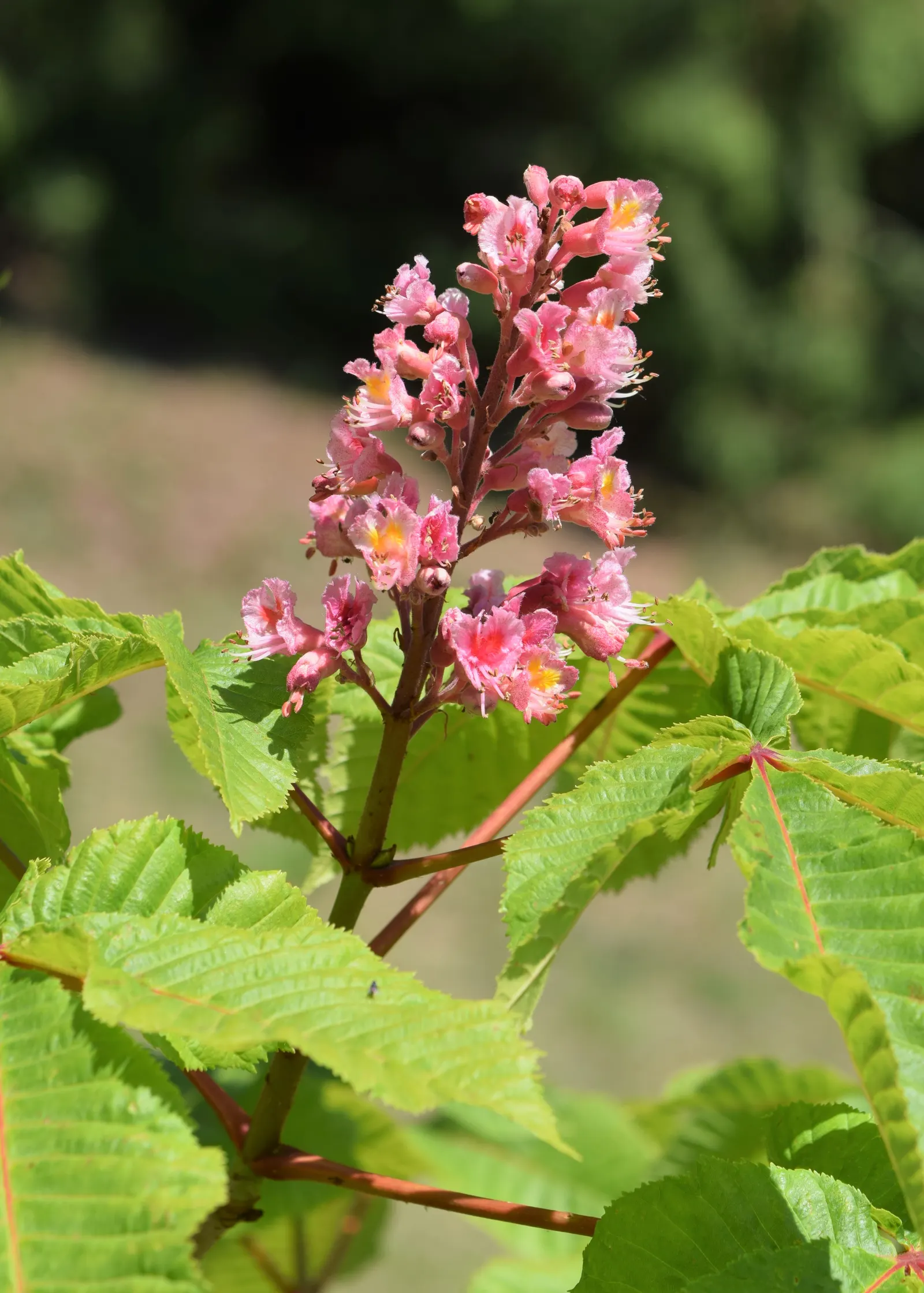 Red Horsechestnut (Aesculus X Carnea) — tree for full; making it an exceptional choice for a statement tree in residential or public gardens, image 116