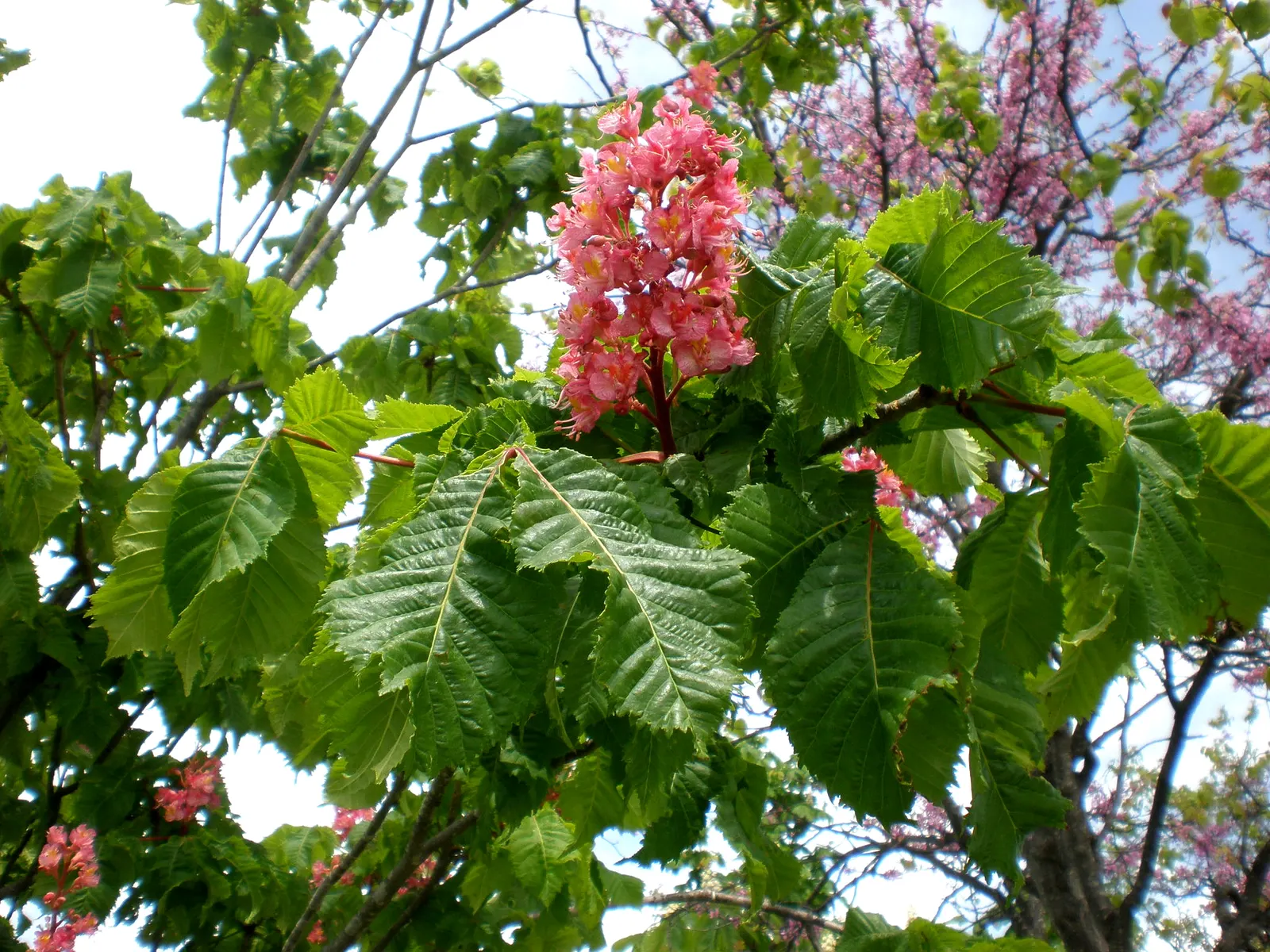 Red Horsechestnut (Aesculus X Carnea) — red flowers in the garden